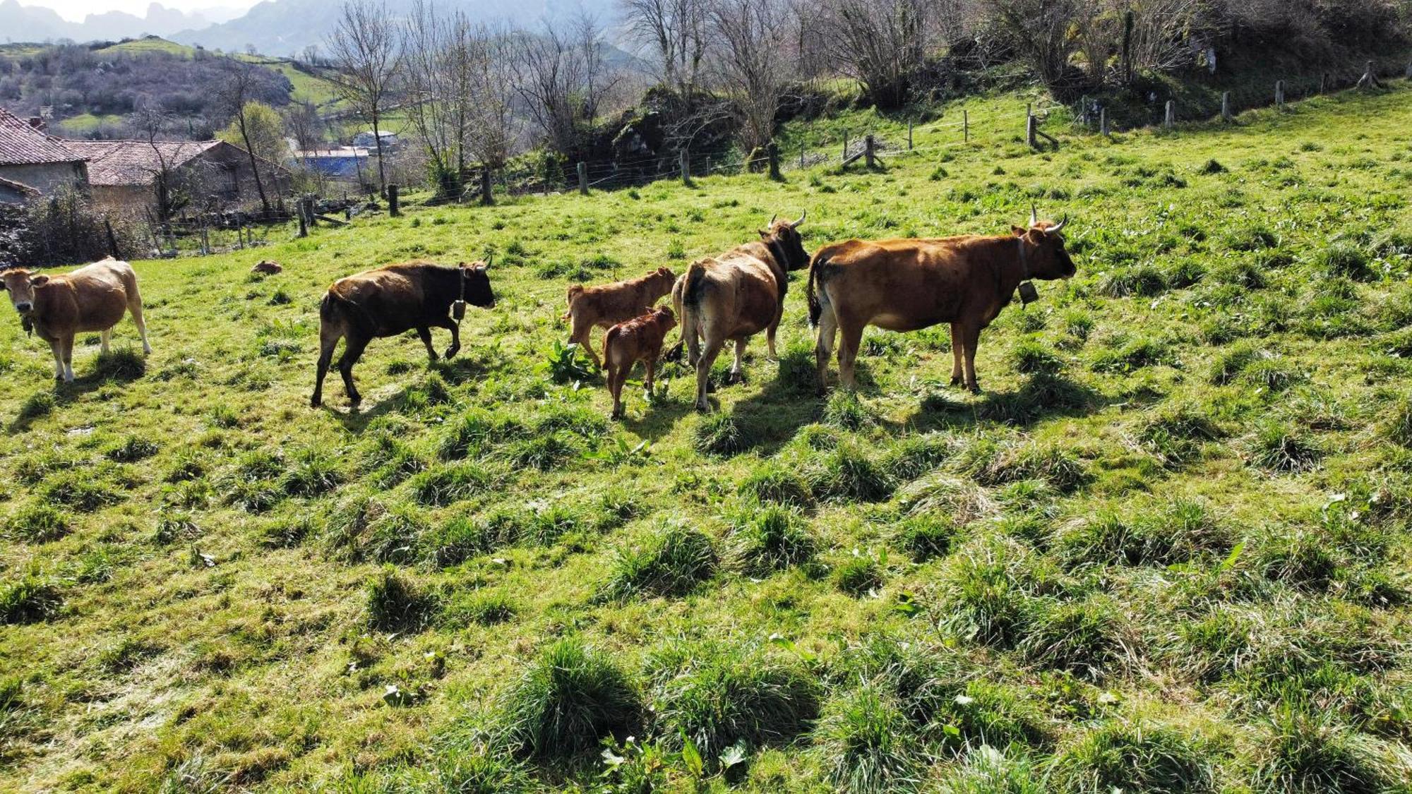Country house Refugio Del Cares Ortiguero